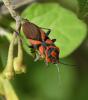 Spilostethus furcula